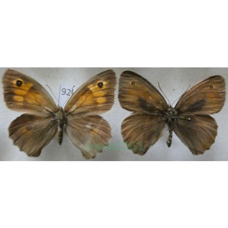 Maniola jurtina (Linnaeus, 1758) pair Przestrojnik jurtina Czech92k
